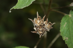 Melhania hamiltoniana